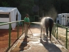Pferde-Dusche